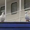 Paloma doméstica & gaviota reidora